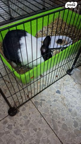 מכרסם ארנב ננסי