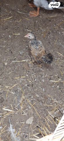 חיית משק בלאדי