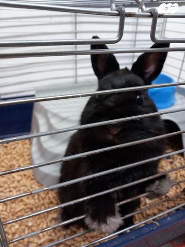 מכרסם ארנב ננסי