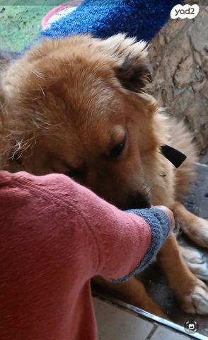 כלב גולדן רטריבר