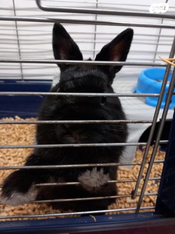 מכרסם ארנב ננסי