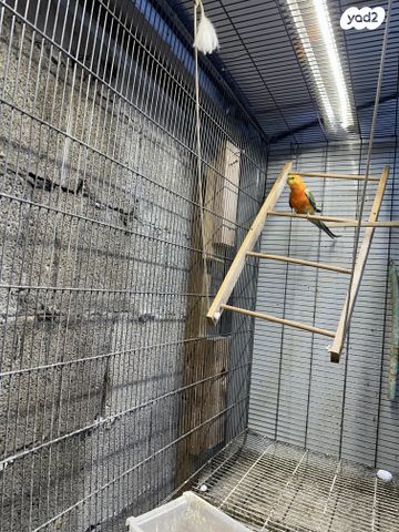 תוכי פרקיטים אוסטרלים