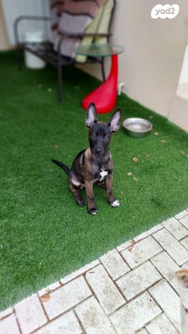 כלב רועה בלגי