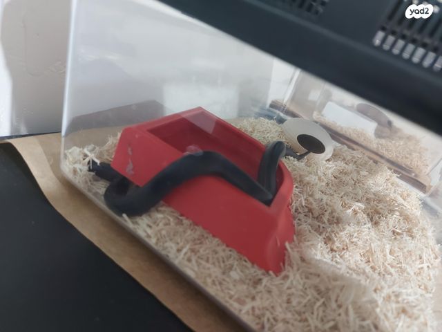 זוחל קינג סנייק