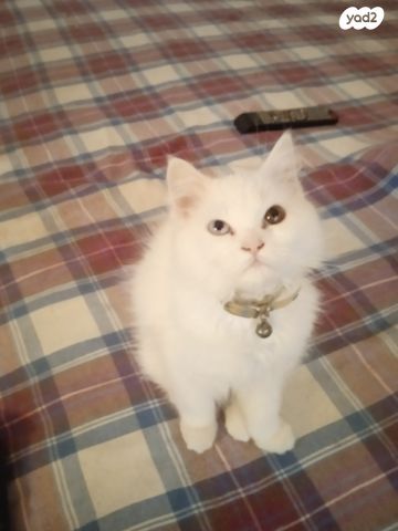 חתול אנגורה