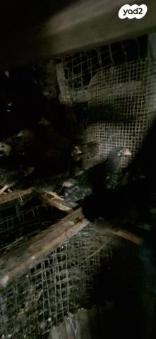 חיית משק בלאדי