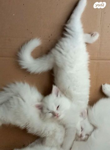 חתול אנגורה