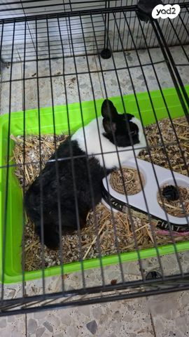 מכרסם ארנב ננסי