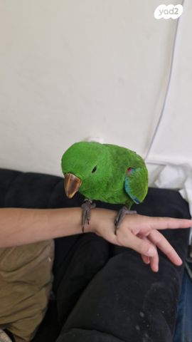 תוכי אקלקטוס