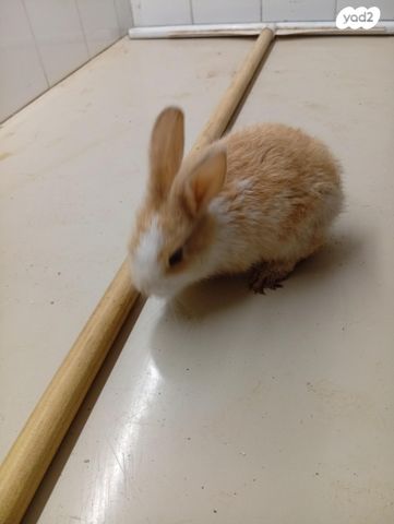 מכרסם ארנב ננסי