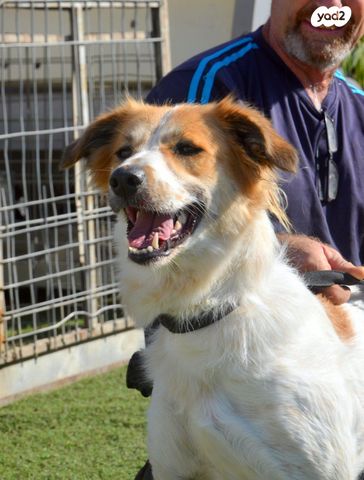 כלב רועים אוסטרלי