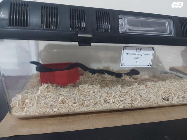 זוחל קינג סנייק