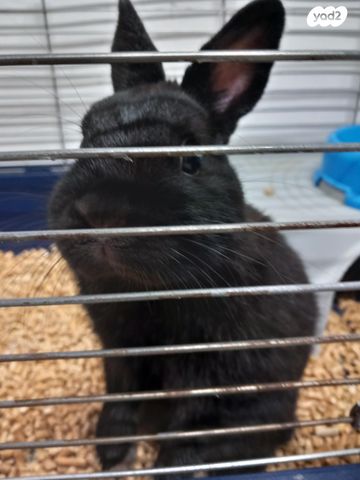 מכרסם ארנב ננסי