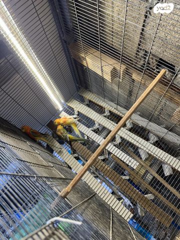 תוכי פרקיטים אוסטרלים