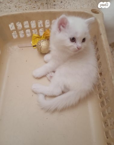 חתול אנגורה