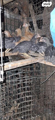 חיית משק בלאדי