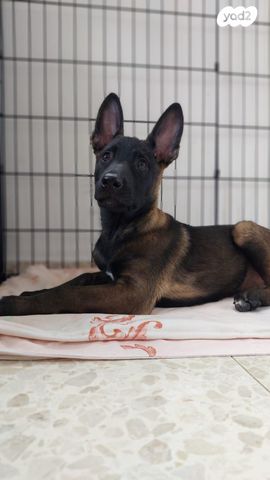 כלב רועה בלגי