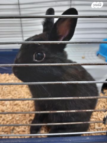 מכרסם ארנב ננסי