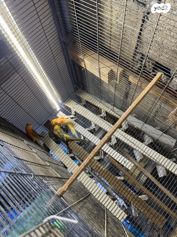 תוכי פרקיטים אוסטרלים