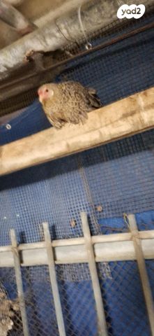 חיית משק בלאדי