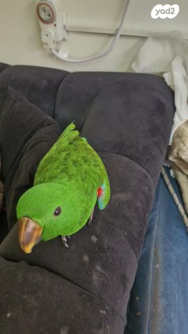 תוכי אקלקטוס