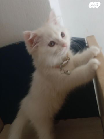 חתול אנגורה