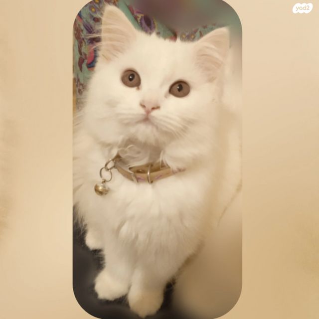 חתול אנגורה