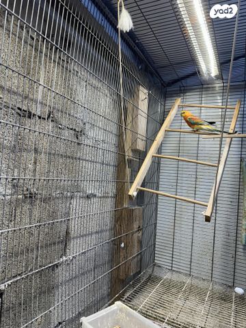 תוכי פרקיטים אוסטרלים