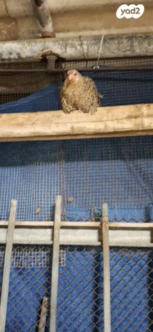 חיית משק בלאדי