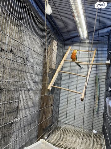 תוכי פרקיטים אוסטרלים