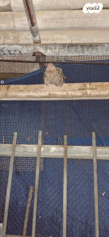 חיית משק בלאדי