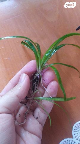 אביזרים | צמחיה לאקווריום