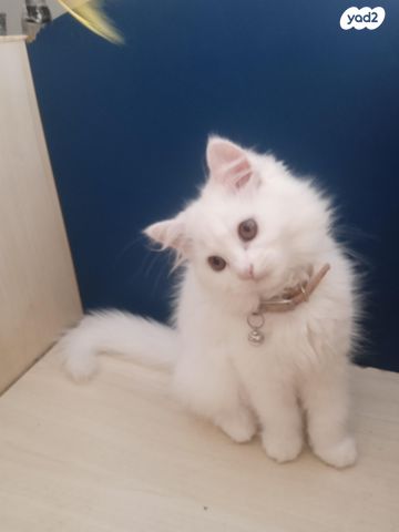 חתול אנגורה