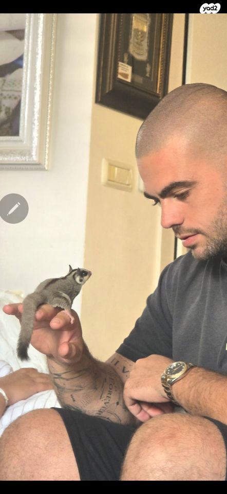 מכרסם סנאי מעופף \ שוגר