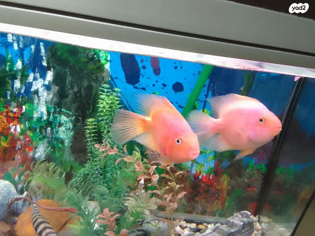 תמונת מודעה - חיות מחמד