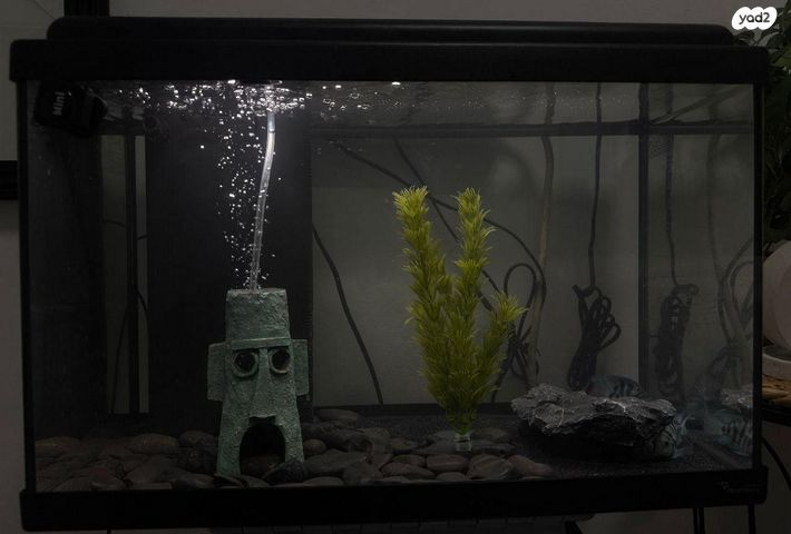 תמונת מודעה - חיות מחמד