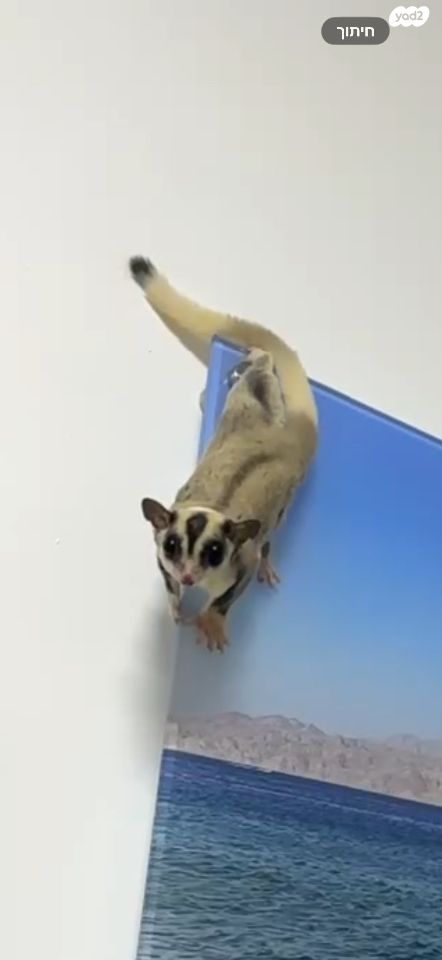 תמונת מודעה - חיות מחמד