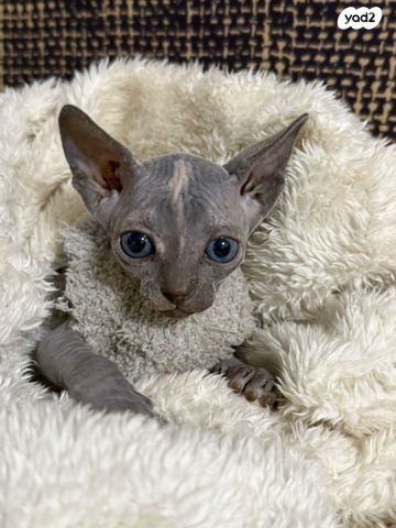 תמונת מודעה - חיות מחמד