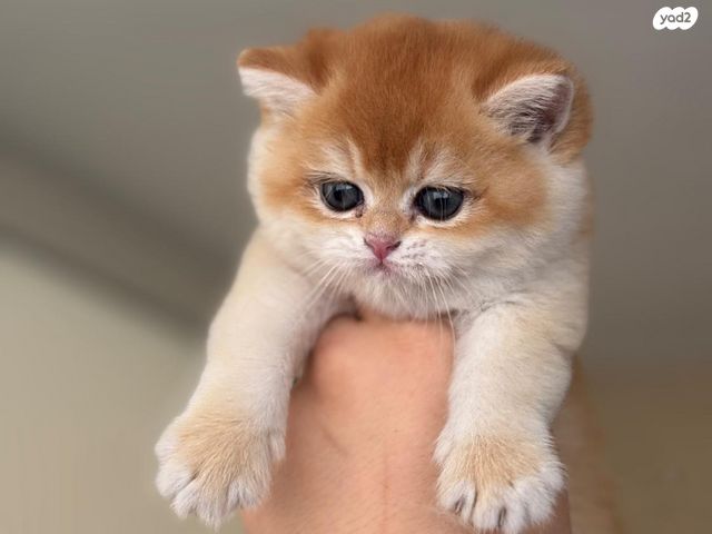 תמונת מודעה - חיות מחמד