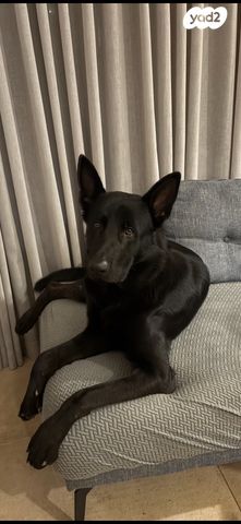 תמונת מודעה - חיות מחמד