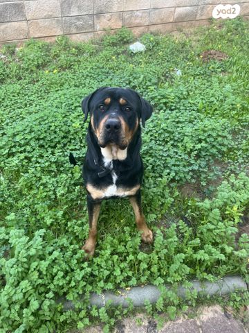 תמונת מודעה - חיות מחמד