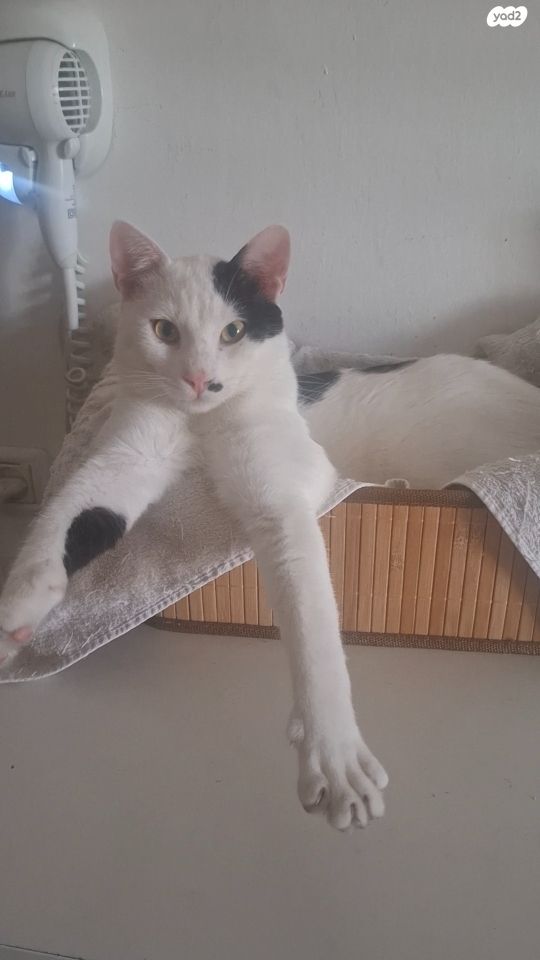 תמונת מודעה - חיות מחמד