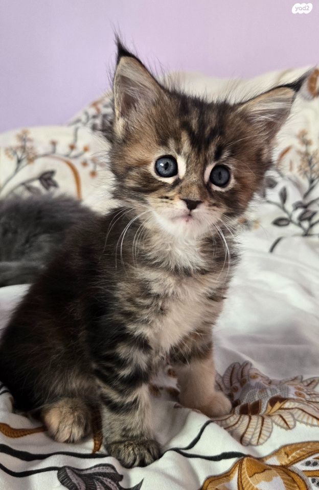 תמונת מודעה - חיות מחמד