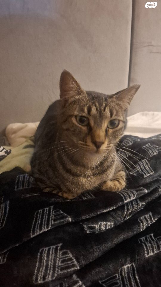 תמונת מודעה - חיות מחמד