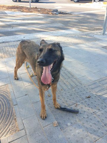 תמונת מודעה - חיות מחמד