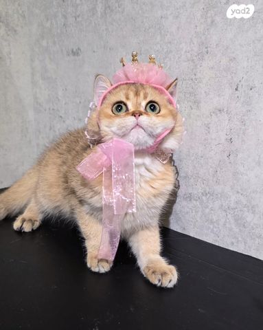 תמונת מודעה - חיות מחמד