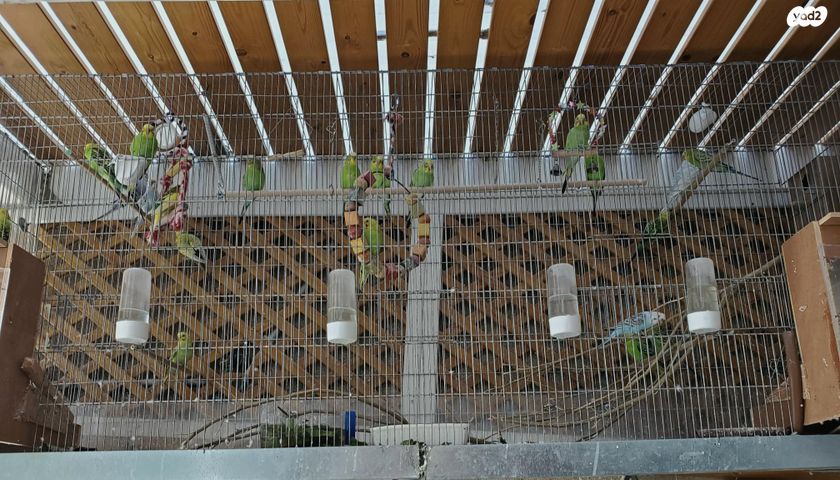 תמונת מודעה - חיות מחמד