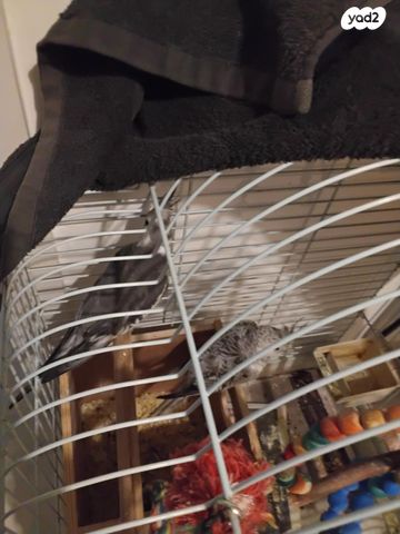 תמונת מודעה - חיות מחמד