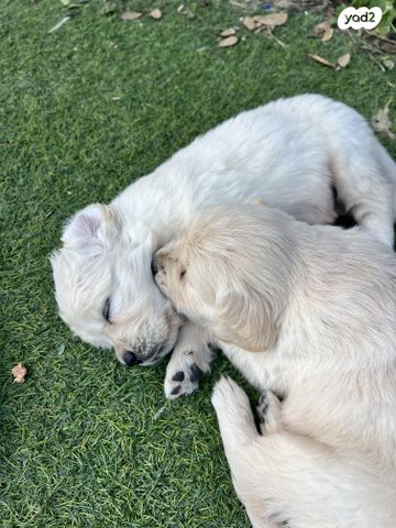 תמונת מודעה - חיות מחמד