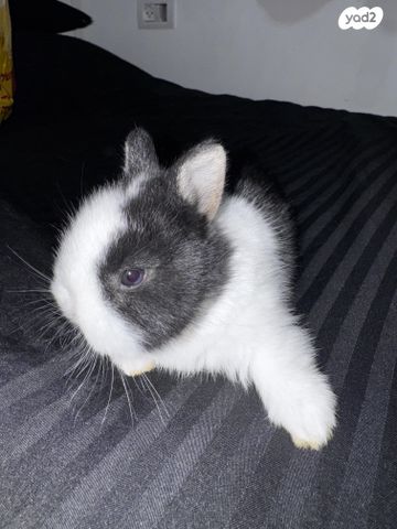 תמונת מודעה - חיות מחמד